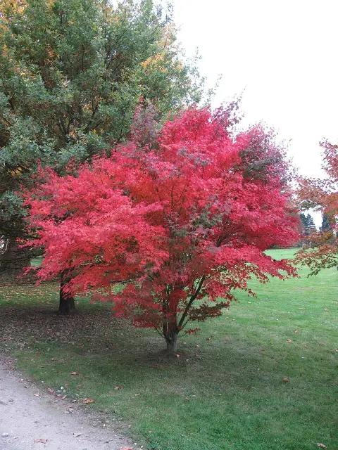 Bordó levelű japán juhar / Acer palmatum 'Atropurpureum'