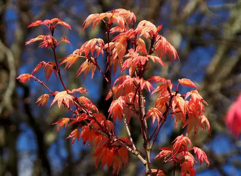 Bíbor-narancs levelű japán juhar / Acer palmatum 'Deshojo'