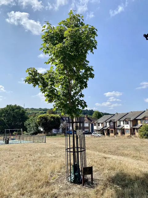 Korai juhar / Acer platanoides 'Emerald Queen'