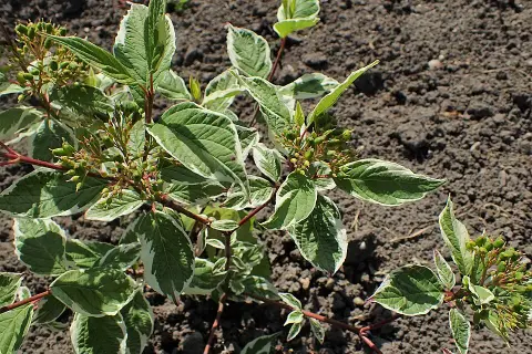Fehér-tarka levelű, piros vesszejű som / Cornus alba 'Sibirica Variegata'
