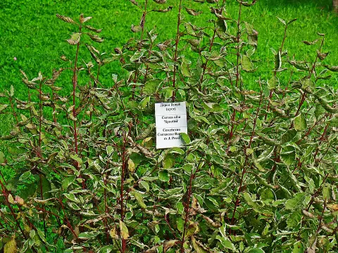 Sárga-tarka levelű, piros vesszejű som / Cornus alba 'Spaethii'