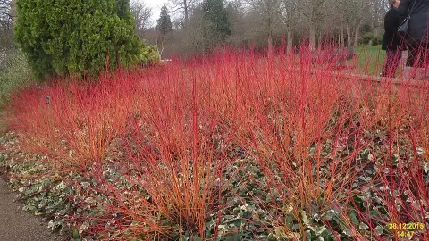 Zöld levelű, narancssárga vesszejű veresgyűrűs som / Cornus sanguinea 'Anny's Winter Orange'