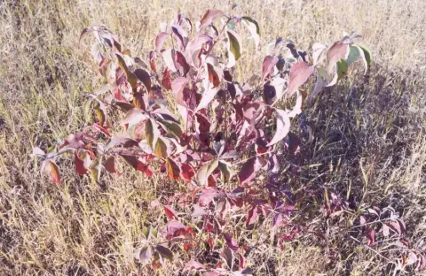 Zöld levelű, sárga vesszejű som / Cornus sericea 'Flaviramea'