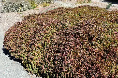Törpe som / Cornus sericea 'Kelseyi'