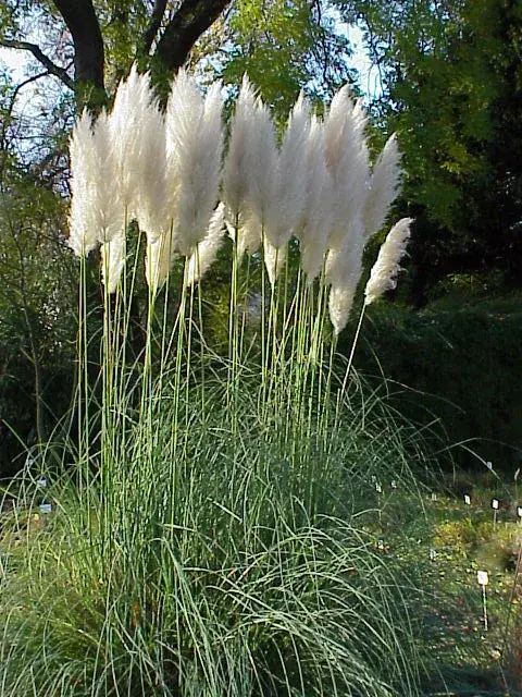 Fehér virágú pampafű / Cortaderia selloana 'White Feather'