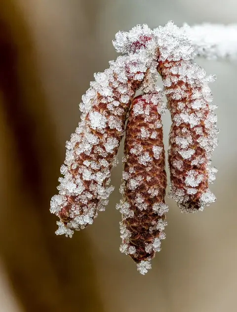Közönséges mogyoró / Corylus avellana