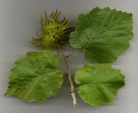 Törökmogyoró / Corylus colurna