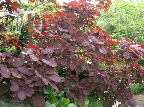 Bordó levelű cserszömörce / Cotinus coggygria 'Royal Purple'