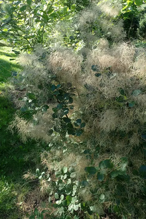 Rózsaszín virágú cserszömörce / Cotinus coggygria 'Young Lady'