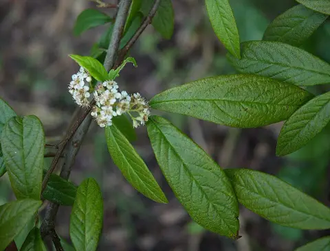 Talajtakaró madárbirs / Cotoneaster hybrid 'Bella'