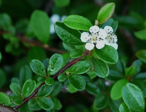 Szőnyeg madárbirs / Cotoneaster radicans
