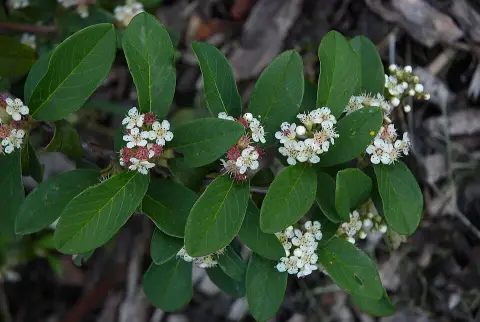 Fűzlevelű talajtakaró madárbirs / Cotoneaster salicifolius 'Herbst Fleur'