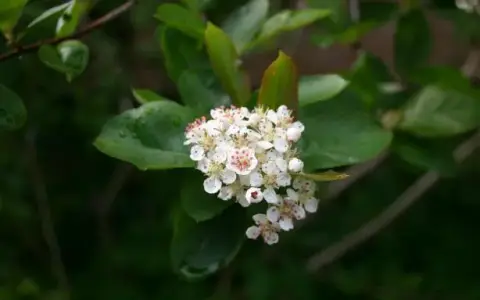 Fekete berkenye / Aronia melanocarpa