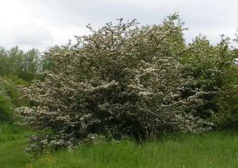 Egybibés galagonya / Crataegus monogyna
