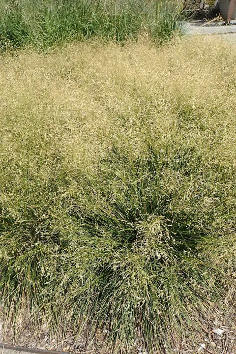 Gyepes sédbúza / Deschampsia cespitosa 'Goldtau'