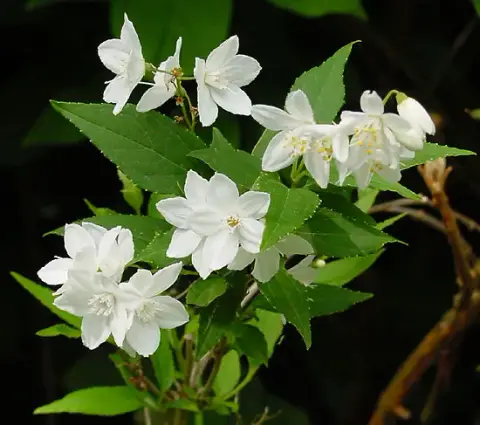 Fehér virágú, alacsony termetű gyöngyvirágcserje / Deutzia gracilis