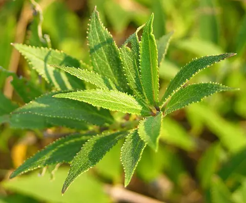Fehér virágú, törpe gyöngyvirágcserje / Deutzia gracilis 'Nikko'