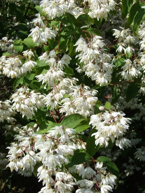 Rózsaszín virágú gyöngyvirágcserje / Deutzia x hybrida 'Strawberry Fields'