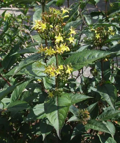 Sárgalonc / Diervilla rivularis 'Troja Black'