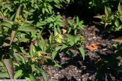 Kénszínű sárgalonc / Diervilla sessilifolia 'Butterfly'