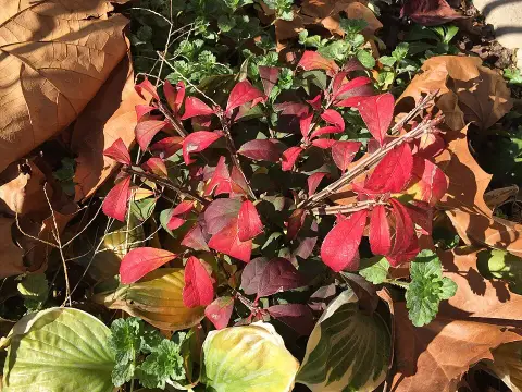 Törpe szárnyas kecskerágó / Euonymus alatus 'Compactus'