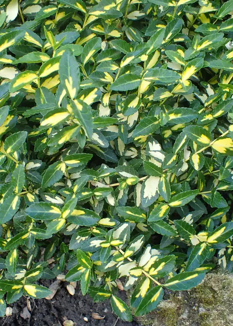 Sárga-tarka levelű, talajtakaró kecskerágó / Euonymus fortunei 'Blondy'