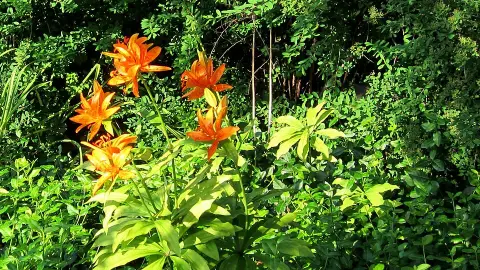 Zöld levelű, talajtakaró kecskerágó / Euonymus fortunei 'Coloratus'