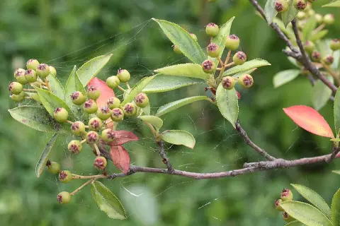 Fekete berkenye / Aronia prunifolia 'Viking'