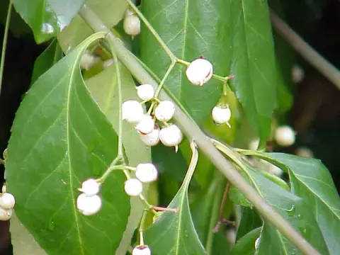 Zöld levelű, talajtakaró kecskerágó / Euonymus fortunei 'Radicans'