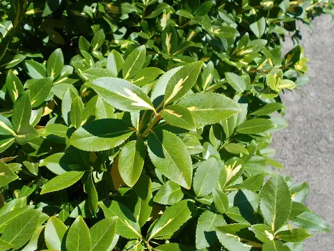 Sárga-tarka levelű, talajtakaró kecskerágó / Euonymus fortunei 'Sunspot'
