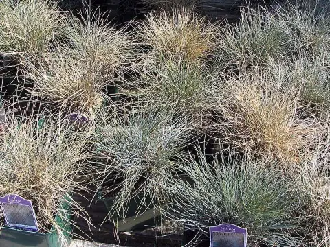 Kék deres csenkesz / Festuca glauca 'Elijah Blue'