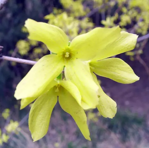 Tarkalevelű aranyvessző / Forsythia viridissima 'Kumson'