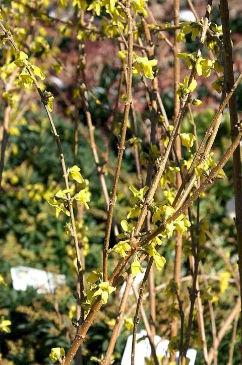 Aranyvessző / Forsythia x intermedia 'Lynwood'