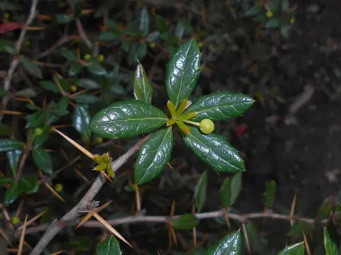 Törpe ezüstös borbolya / Berberis candidula 'Jytte'