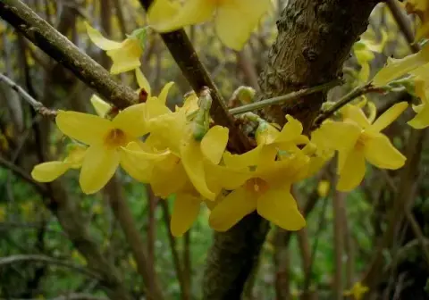 Törpe aranyvessző / Forsythia x intermedia 'Marée d'Or' ®