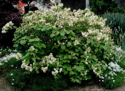 Nagylevelű bóbitacserje / Fothergilla major