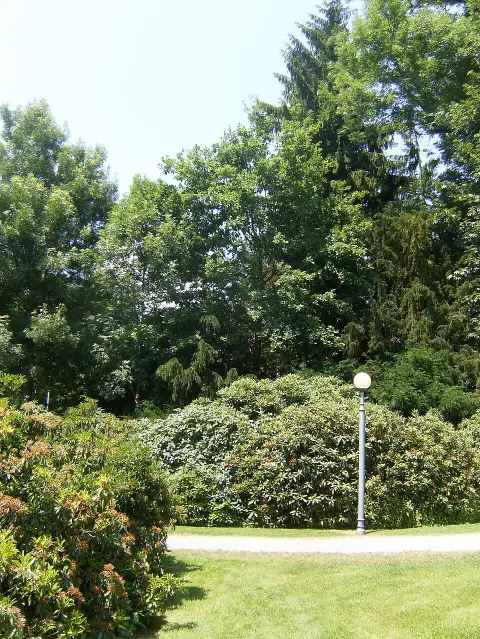 Magas kőris / Fraxinus excelsior 'Westhof's Glorie'