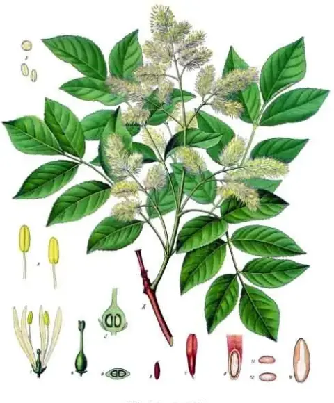 Virágos kőris / Fraxinus ornus