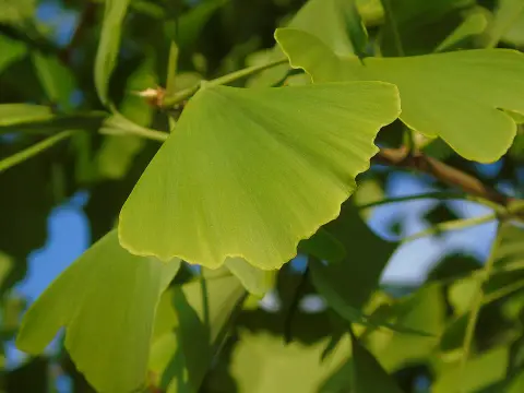 Páfrányfenyő / Ginkgo biloba
