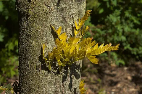 Sárga levelű lepényfa / Gleditsia triacanthos 'Sunburst'