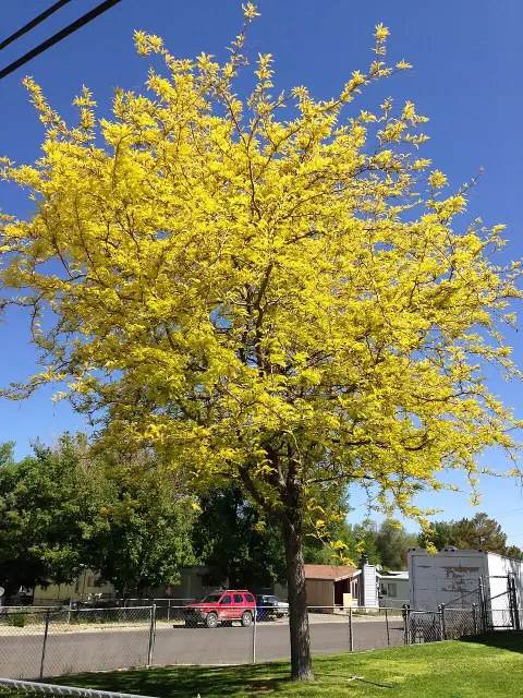 Sárga levelű lepényfa / Gleditsia triacanthos 'Sunburst'