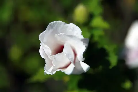 Rózsaszín virágú mályvacserje, bordó torokkal / Hibiscus syriacus 'Aphrodite'