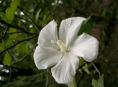 Fehér virágú mályvacserje / Hibiscus syriacus 'Diana'