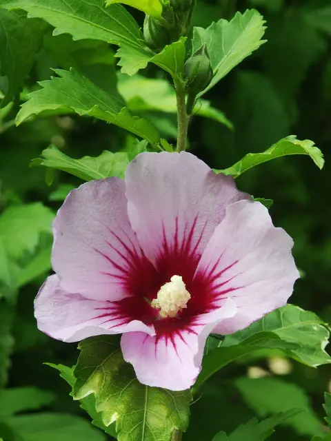 Rózsaszín virágú mályvacserje, bordó torokkal / Hibiscus syriacus 'Hamabo'