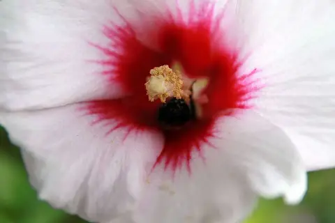 Rózsaszín virágú mályvacserje, bordó torokkal / Hibiscus syriacus 'Minerva'
