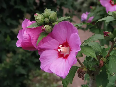 Sötétrózsaszín virágú mályvacserje, bordó torokkal / Hibiscus syriacus 'Woodbridge'