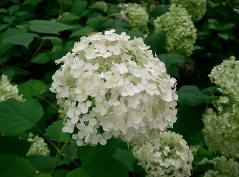 Fehér, gömb virágú hortenzia / Hydrangea arborescens 'Annabelle'