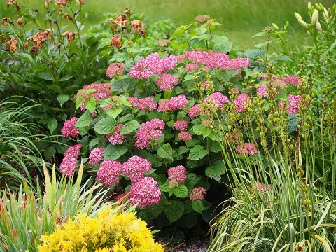 Rózsaszín cserjés hortenzia / Hydrangea arborescens 'Pink Annabelle'