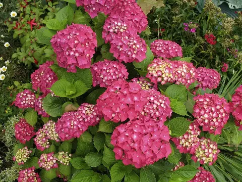 Rózsaszín virágú kerti hortenzia / Hydrangea macrophylla 'Sibilla' (Masja)