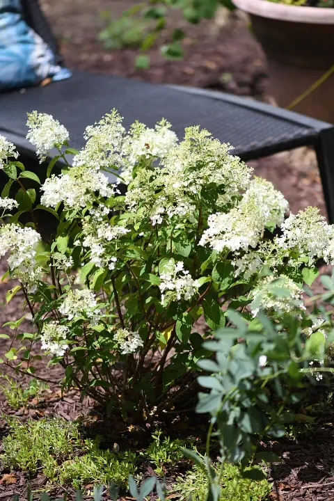 Fehér virágú, alacsony termetű bugás hortenzia / Hydrangea paniculata 'Bobo' ®